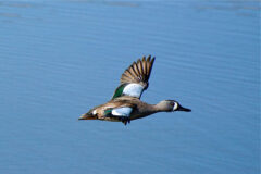 Small image of A blue-winged teal flies over a body of water, its distinctive blue shoulder patches visible on the front of its wings.