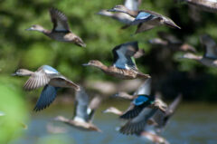 Small image of A flock of blue-winged teal flies over a body of water, their distinctive blue shoulder patches visible on the front of their wings.