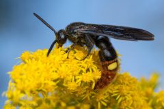 Small image of A blue-winged wasp sips nectar from a cluster of small yellow flowers.