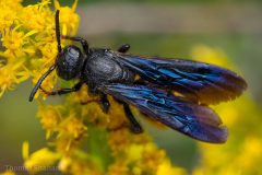 Small image of A blue-winged wasp rests on a cluster of small yellow flowers.