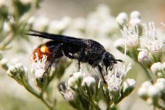 Small image of A blue-winged wasp sips nectar from a small white boneset flower.