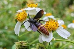 Small image of A blue-winged wasp rests on a flower in a field.