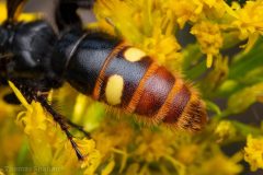 Small image of A close-up of the lower half of a blue-winged wasp shows its rust-red abdominal segments, one of which features two yellow spots.