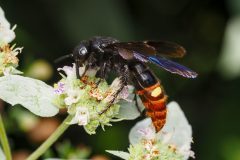 Small image of A blue-winged wasp sips nectar from a flower with white petals.