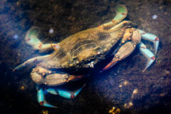 Small image of A blue crab on the rocky bottom of a body of water, with vegetation growing on the rocks. The back of the crab is brown, while the legs are pale blue with red markings on the joints. The front claws are brown with reddish tips.