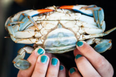 Small image of A female blue crab, held with its underside up by two human hands. The underside is largely white, highlighting the red of the claw tips and the pale blue on its legs.