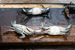 Small image of Three blue crabs lie face down on a wooden surface. The one on the bottom left, a female, has bright red claw tips, while the other two are white with pale blue on their legs but no red. The female has a much wider apron, the flap in the middle of its body.