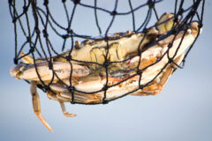 Small image of Two blue crabs on top of each other, caught in a net.