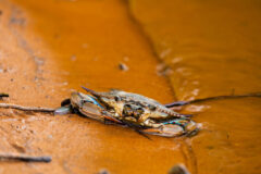 Small image of Front view of a blue crab on a rusty brown beach.