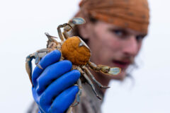 Small image of A gloved human hand holds a female blue crab up, showing that the crab's abdomen is completely covered with its orange egg mass.