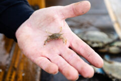Small image of A juvenile blue crab, shades of brown and tan, sits on the palm of a human hand. There is a red mark on one of its front claws and it is palest at the tips of its claws.