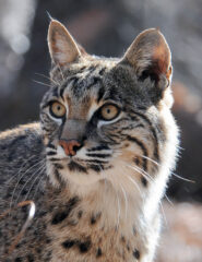 Small image of A close-up view of a bobcat's face shows short tufts of hair on the tips of its ears, ruffs of hair on the sides of its head and mottled grayish-brown fur with dark spots and stripes.