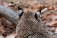 Small image of A close-up view of a bobcat's head from behind shows dark fur at the base and tip of its ears and light fur in the middle, creating a pattern that resembles an animal's eye.