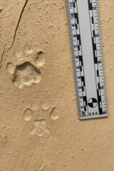 Small image of Two bobcat prints are seen on flat ground, a ruler resting beside them to indicate they are each about four centimeters tall.