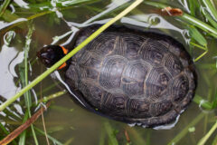 Small image of Overhead view of a bog turtle, showing orange markings on the sides of its neck as well as growth rings on the shell.