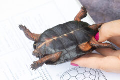 Small image of A bog turtle held with its belly up over a piece of paper. Its head is retracted most of the way into its shell while its legs and the underside of shell are visible.