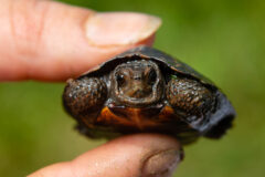 Small image of A tiny, immature bog turtle held between human fingertips. The turtle is not much larger than the fingertips. Its eyes are proportionally large and black.