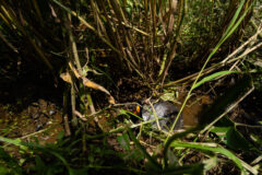 Small image of An adult bog turtle in a wetland area, on muddy ground, amidst vegetation.