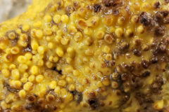 Small image of Close up of boring sponge pours that are wet.