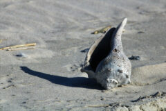 Small image of An empty shell with many pockmarks on it.