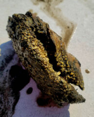 Small image of An oyster shell with several small yellow dots on it. These yellow dots are boring sponges boring into the shell.