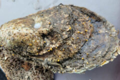 Small image of An oyster shell with several small yellow dots on it.