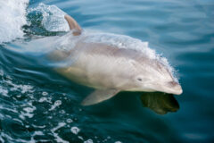 Small image of A bottlenose dolphin breaks the surface of the water, creating ripples and showcasing its slender, streamlined body.