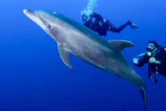 Small image of Seen underwater, two scuba divers swim near a bottlenose dolphin, whose slender, streamlined body is grayish in color.