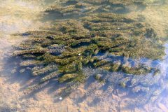 Small image of A dense mat of Brazilian waterweed floats just under the water's surface.