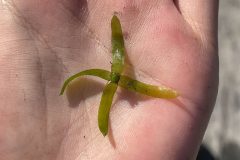 Small image of A segment of Brazilian waterweed rests in the palm of a hand. The plant has four leaves, which grow in a whorl around its stem.