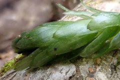 Small image of A closeup of bright green Brazilian waterweed leaves growing in whorls around a stem.