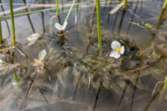 Small image of Brazilian waterweed floats just under the water's surface, with four small white flowers in different states of bloom.