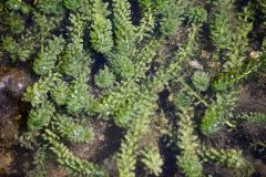 Small image of A dense mat of Brazilian waterweed floats just under the water's surface.