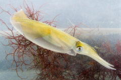 Small image of Brief squid swims past a red underwater plant.