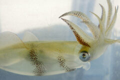 Small image of Brief squid in a water-filled tank.