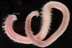 Small image of Bloodworm against a black background with a pinkish body.