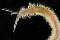 Small image of A bristle worm species against a dark background. Is it light pink to yellow, has green spots on its sides, and antenna.