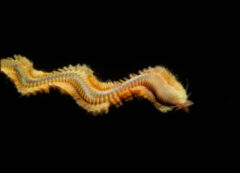 Small image of Yellowish clamworm seen against a black background. It has many small tentacles on each side of its body.