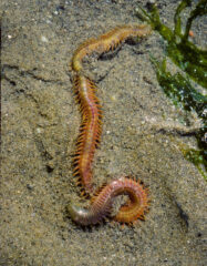 Small image of Common clamworm on a sandy bottom. It is several inches long and has many small tentacles on each side of its body.