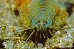 Small image of Close up of a clamworm face with four tiny black eyes and pointy appendages.