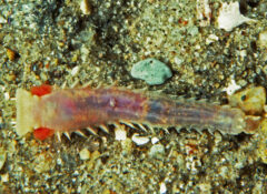 Small image of Trumpet worm is just a few centimeters long, has a mostly translucent body with red and purple insides, and pointy sides along its body.