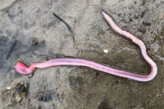 Small image of Bloodworm is several inches long and light pink to red.