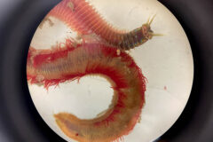 Small image of A species of bristle worm under a microscope showing its hair-like bristles and reddish body.