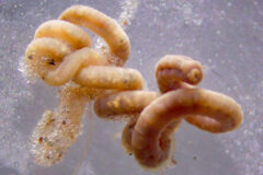 Small image of Capitellid threadworm has a tube-like body that coils around itself.