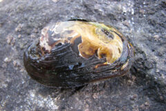 Small image of The damaged former shell of a brook floater is almost black in color.