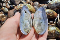 Small image of A hand holds the former shell of a brook floater, open to reveal a blue-ish white interior.
