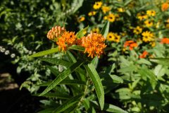 Small image of A butterflyweed in bloom features clusters of bright orange flowers.