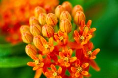 Small image of A closeup of orange, five-petaled butterflyweed flowers.