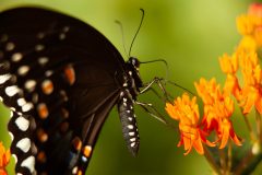 Small image of An eastern tiger swallowtail sips nectar from a butterflyweed flower, its long legs resting delicately on bright orange petals.