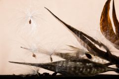 Small image of A dry, brown seed pod has opened to reveal several seeds whose fluffy white hairs are beginning to carry them away on the wind.